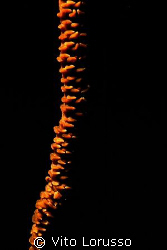 Corals by Vito Lorusso 